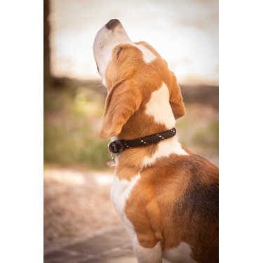 Collare per cane Penelope Billie Nero / lurex Collare per cane Penelope Billie Nero / lurex