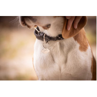 Collare per cane Penelope Billie Rosa / lurex Collare per cane Penelope Billie Rosa / lurex