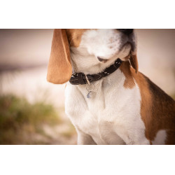 Collare per cane Penelope Billie Nero / lurex