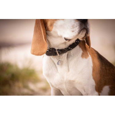 Collare per cane Penelope Billie Nero / lurex Collare per cane Penelope Billie Nero / lurex