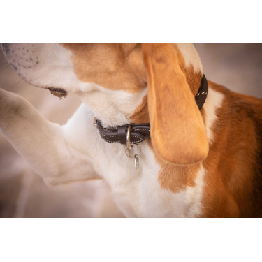 Collare per cane Penelope Billie Nero / lurex Collare per cane Penelope Billie Nero / lurex