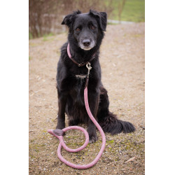 Collare per cane Penelope Billie Rosa / lurex