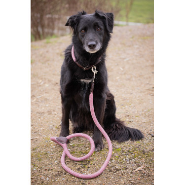 Collare per cane Penelope Billie Rosa / lurex