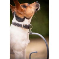 Collare per cane Pénélope Olie Nero Collare per cane Pénélope Olie Nero