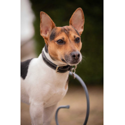 Collare per cane Pénélope Olie