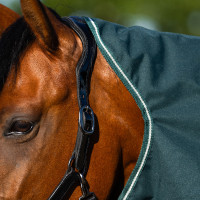 Coperta da paddock Imperial Riding Basic con copricollo rimovibile Summer Marina Blu marino