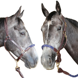 Capestro in corda Canter Capestro in corda Canter