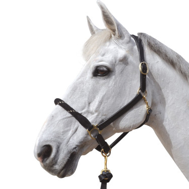 Capestro in corda Canter Capestro in corda Canter