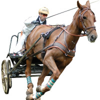 Harnais MARATHON anatomique Eric Le Tixerant Noir / newmarket