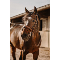 Bridon Eric Thomas Visby Avana Marrone