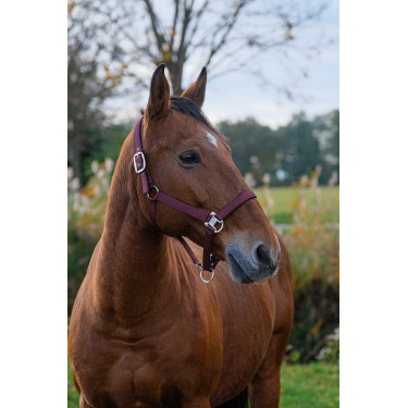 Capestro in nylon Spring Equithème Bordeaux