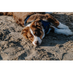 Imbracatura per cani RIDING WORLD - Simba Marina Blu marino