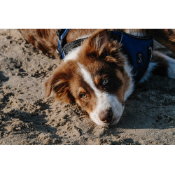 Imbracatura per cani RIDING WORLD - Simba Marina Blu marino