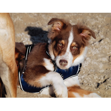 Imbracatura per cani RIDING WORLD - Simba Marina Blu marino