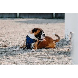 Imbracatura per cani RIDING WORLD - Simba Marina Blu marino