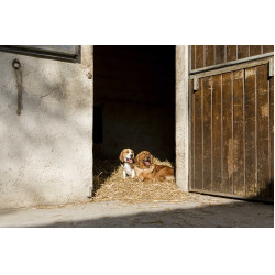 Collare in pelle Diego & Louna per cane Naturale Marrone Collare in pelle Diego & Louna per cane Naturale Marrone