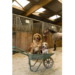 Collare in nylon Diego & Louna per cane Antracite / corallo Grigio