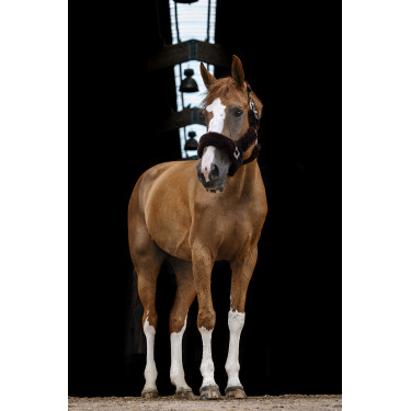 Capezzina Equithème Teddy Nero / marrone