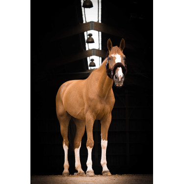 Capezzina Equithème Teddy Marina / marrone Blu