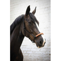 Capestro etologico Pénélope americano Nero