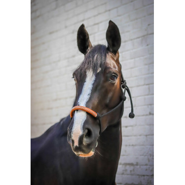 Capestro etologico Pénélope americano Nero