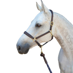 Cavezza Privilege Equitation La Baule Cavezza Privilege Equitation La Baule