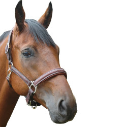 Capestro Privilege Equitation Royan