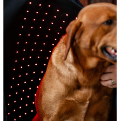 Cappotto per cani terapeutico Horseware con luce rossa a LED Nero / nero Cappotto per cani terapeutico Horseware con luce rossa a LED Nero / nero