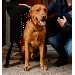 Cappotto per cani terapeutico Horseware con luce rossa a LED Nero / nero Cappotto per cani terapeutico Horseware con luce rossa a LED Nero / nero