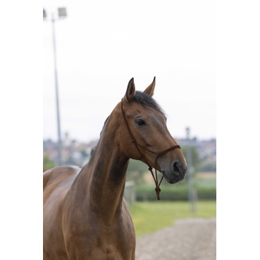 Capestro in corda First Marrone