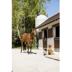 Collare in pelle Diego & Louna per cane Naturale Marrone Collare in pelle Diego & Louna per cane Naturale Marrone