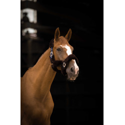 Capezzina Equithème Teddy Marina / marrone Blu