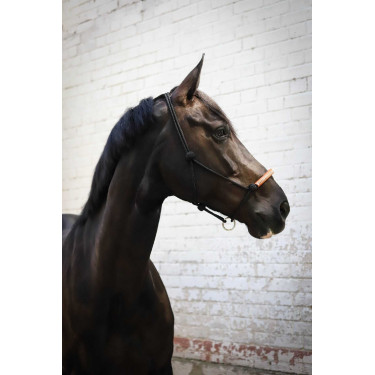 Capestro etologico Pénélope americano Nero