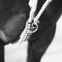 Enrenamento Soft Rope Canter Marino / bianco Blu Enrenamento Soft Rope Canter Marino / bianco Blu
