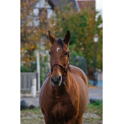 Capestro in nylon Spring Equithème Bordeaux