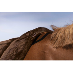 Tappeto da monta a pelo Norton Confort Marrone