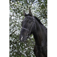 Briglia Riding World Capezzina francese Nero