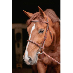 Bridon Hunter US Pénélope Nocciola / havana