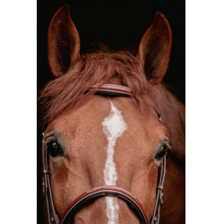 Bridon Hunter US Pénélope Nocciola / havana