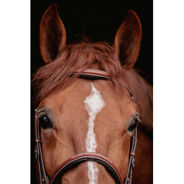 Bridon Hunter US Pénélope Nocciola / havana