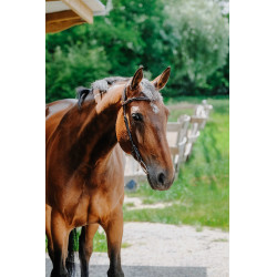 Bridon Freedom Norton Avana Marrone