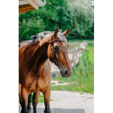 Bridon Freedom Norton Avana Marrone