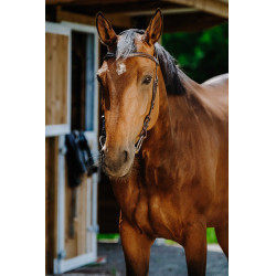 Bridon Freedom Norton Avana Marrone