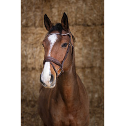 Bridon Norton Pro Miss Avana Marrone