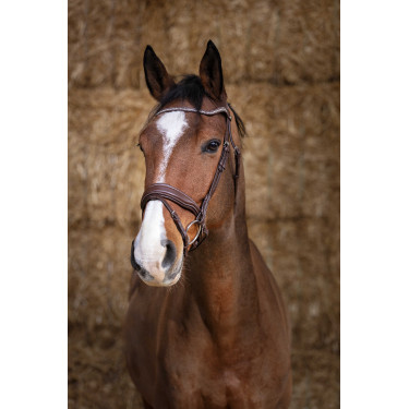 Bridon Norton Pro Miss Avana Marrone