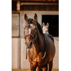 Bridon Eric Thomas Work Avana Marrone