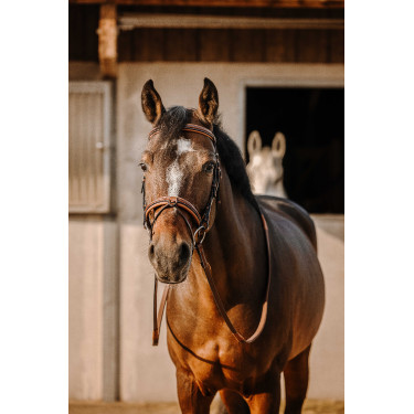 Bridon Eric Thomas Work Avana Marrone