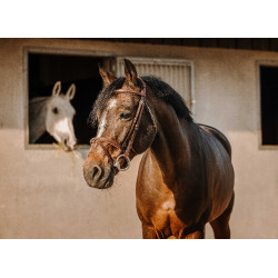 Bridon Eric Thomas Crown Avana Marrone