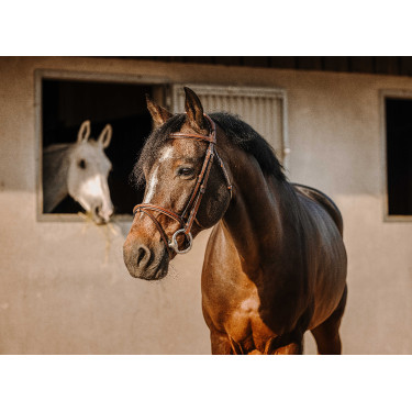 Bridon Eric Thomas Crown Avana Marrone