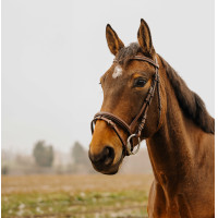 Briglia Norton Club Strass V Nero Briglia Norton Club Strass V Nero